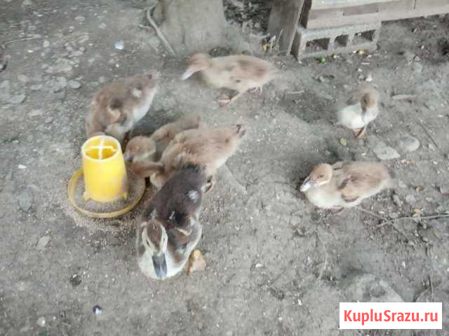 Продам индоуток Веселое - изображение 1