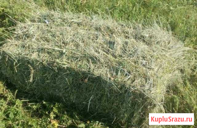 Сено Славянск-на-Кубани - изображение 1