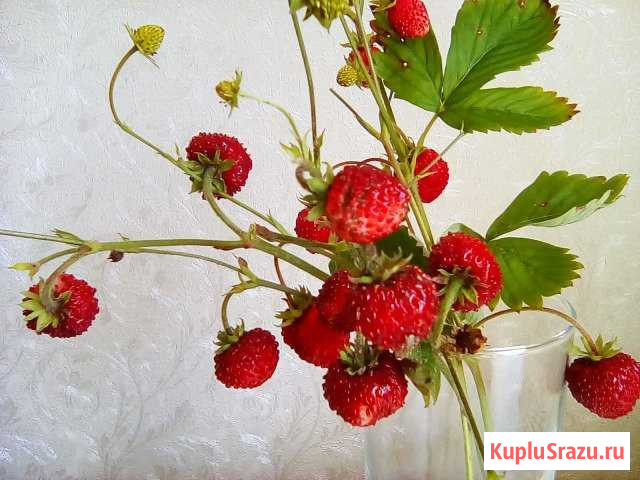 Земляника Александрия Горячий Ключ - изображение 1