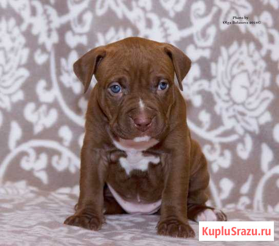 Шоколадные щенки Санкт-Петербург - изображение 1