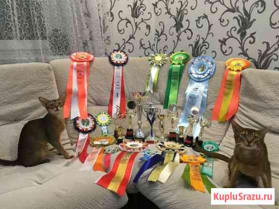 Международный чемпион в поиске Крымск