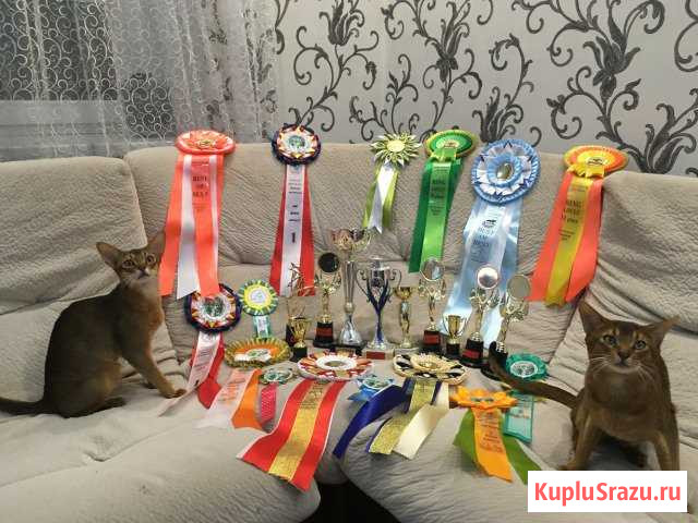 Международный чемпион в поиске Крымск - изображение 1