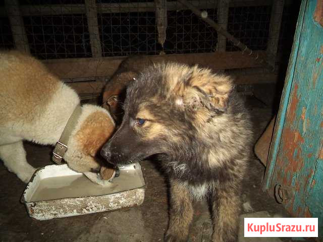 Щенки лайки в добрые руки Брянск - изображение 1