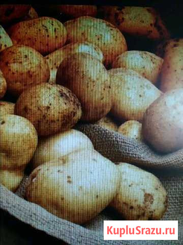 Картофель Буинск - изображение 1