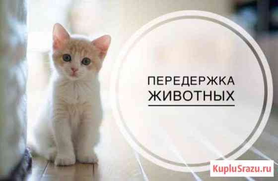 Вы в отпуск кошка к нам Первоуральск