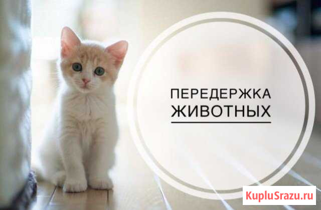 Вы в отпуск кошка к нам Первоуральск - изображение 1
