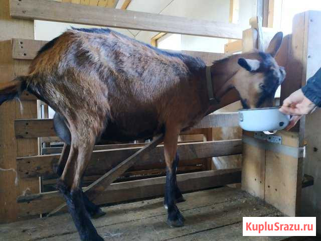 Чешская коза 100 Первомайский - изображение 1