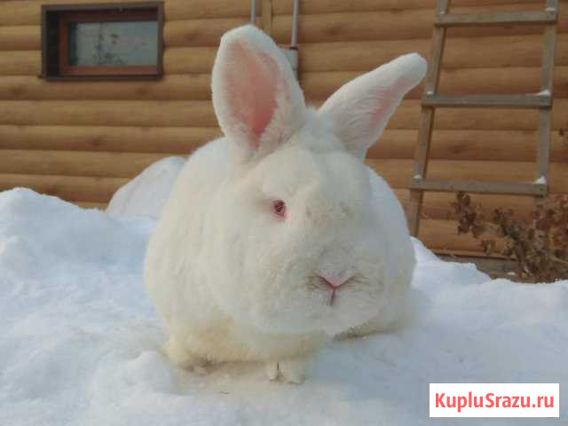 Продам кроликов Южноуральск - изображение 1