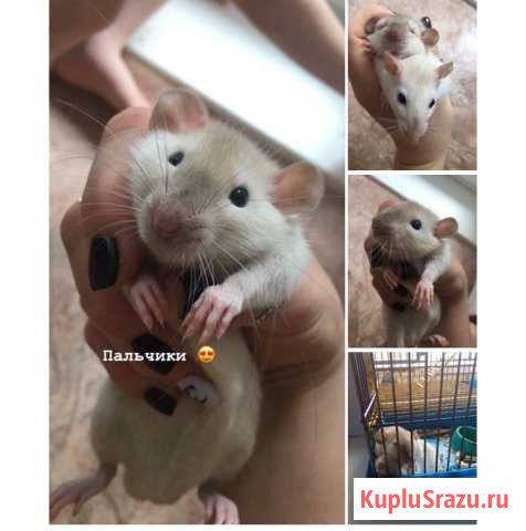 Продам Замечательных крыс Девочка и мальчик Нижнекамск - изображение 1