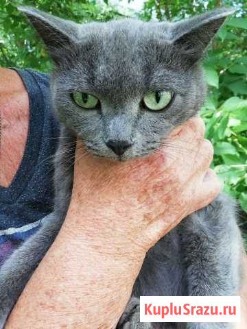Кошечка Миасс - изображение 1