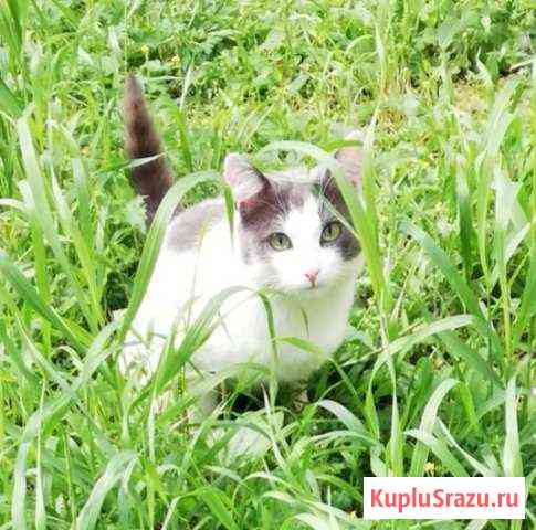 Котика отдам Миасс