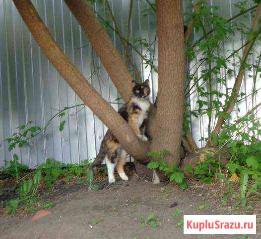 Кошка мышеловка Миасс