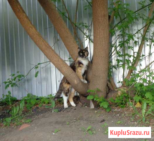 Кошка мышеловка Миасс - изображение 1