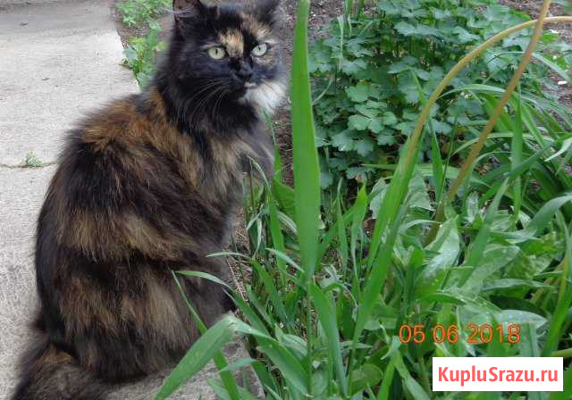 Кошечка Муся Миасс - изображение 1