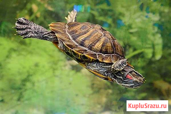 Красноухая черепаха Дзержинск - изображение 1