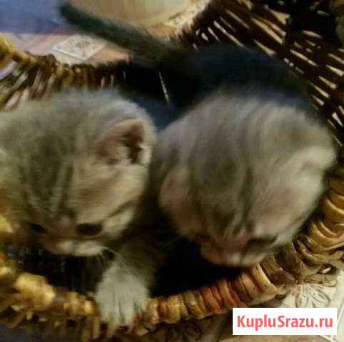 Котята шотландские Сергач - изображение 1