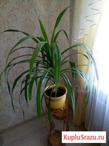 Цветок панданус Всеволожск - изображение 1