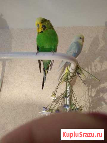 Попугай Чех выставочный чистый Всеволожск - изображение 1