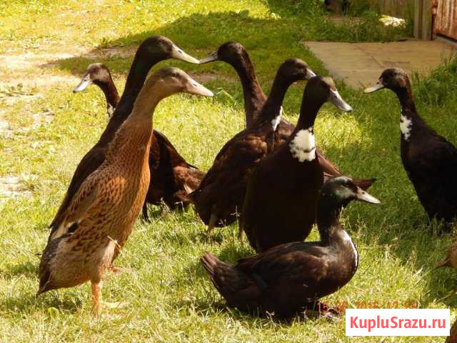 Утки индийский бегунок Мга - изображение 1