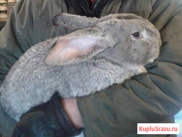 Кролики мясных пород Сертолово - изображение 1