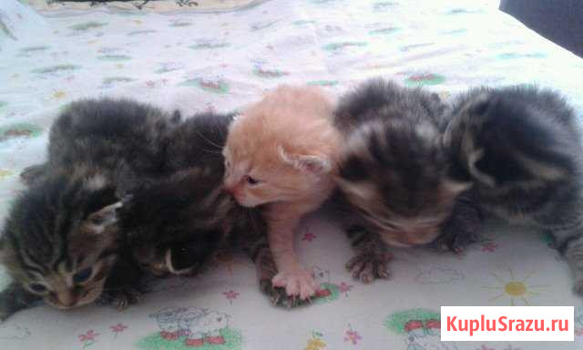 Котята Нефтекамск - изображение 1