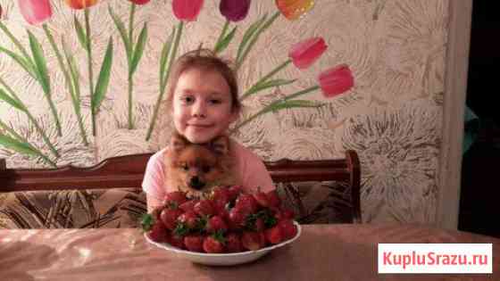 Продам клубнику рубиновый кулон, Ягода крупная Старый Оскол