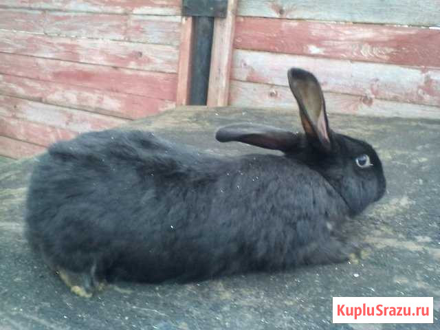Кролики Белгород - изображение 1