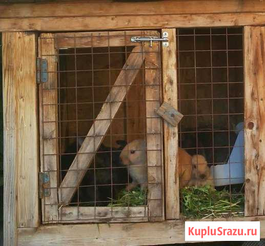 Продаю кроликов Гусь-Хрустальный - изображение 1