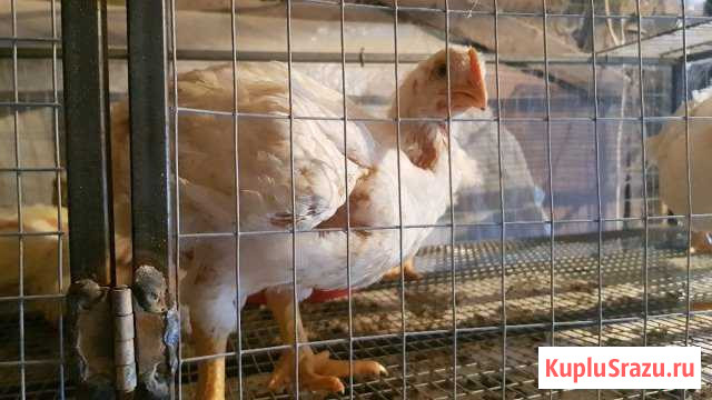 Куриные тушки Солнцево - изображение 1