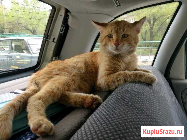 Кот Рыжий Лог - изображение 1