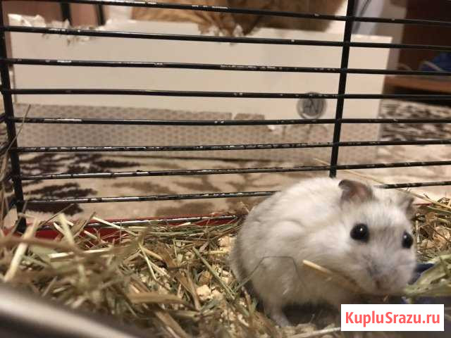 Хомяк, клетка и поилка в подарок) Череповец - изображение 1