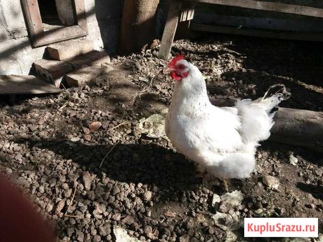 Яйцо от домашних курей Махачкала - изображение 1