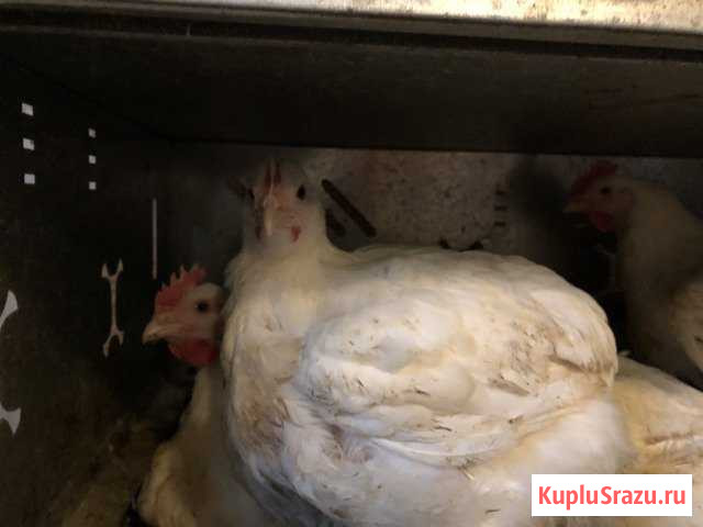 Домашние Куры-Бройлеры на мясо Полесск - изображение 1