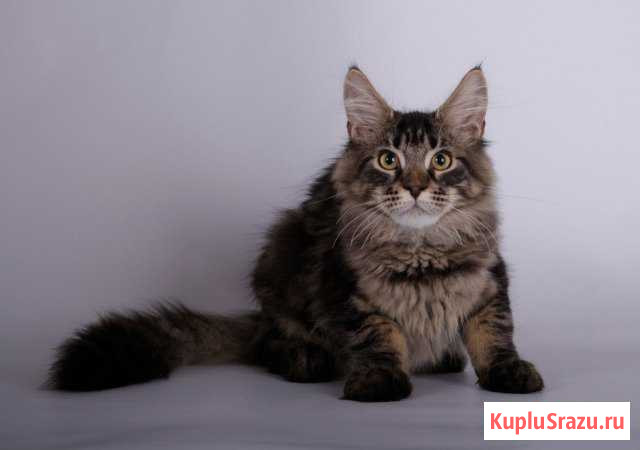 Мейн кун кошка крупная с документами Ижевск - изображение 1