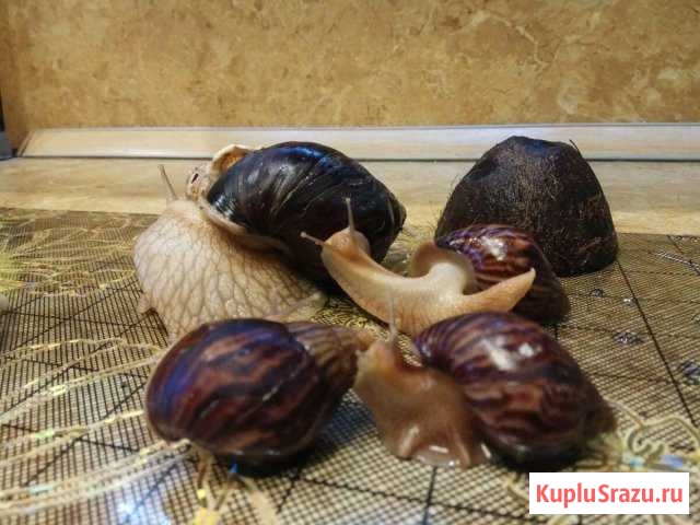 Улитка Рыбинск - изображение 1