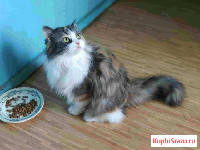 Отдам кошку в хорошие руки Ковров - изображение 1