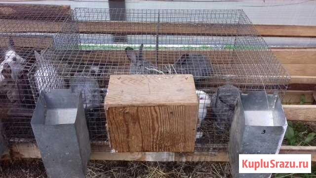 Клетки для кроликов в комплекте Вязники - изображение 1