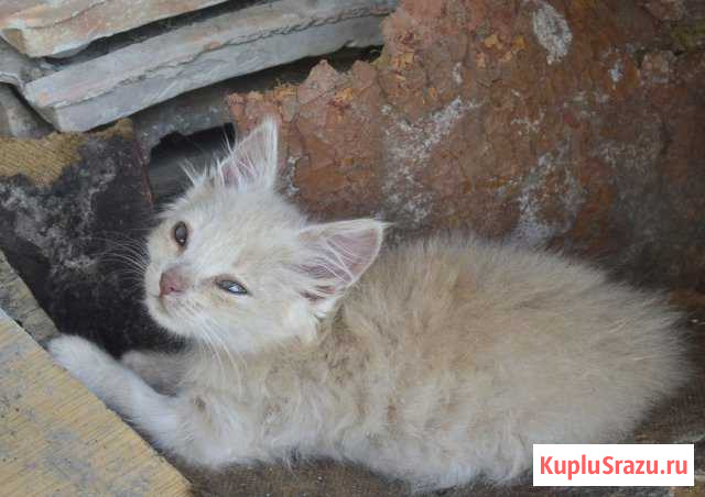 Кошечка в добрые руки Майский - изображение 1