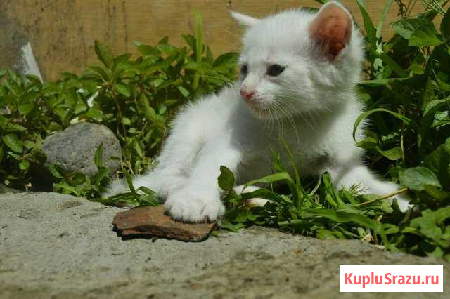 Белый котик в добрые руки Майский - изображение 1
