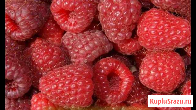 Малина Баксан - изображение 1