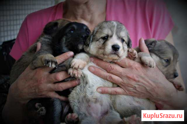 Девочки коротколапые в дар Николаевка - изображение 1