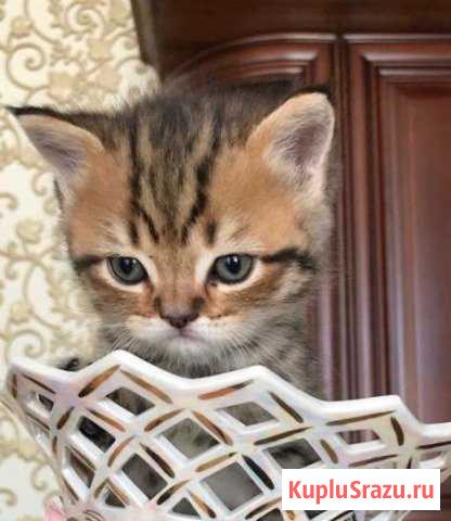 Котята Буйнакск - изображение 1