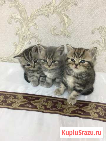 Шотландские котята Нальчик - изображение 1