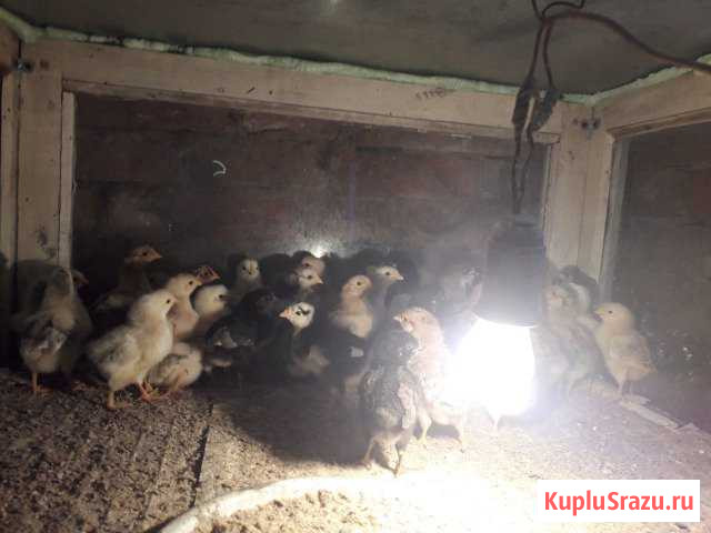 Продам цыплят Черняховск - изображение 1