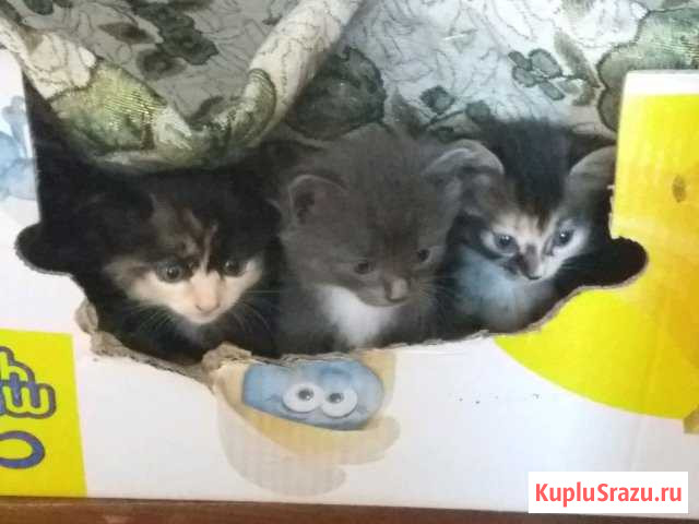 Котята В добрые руки Елизово - изображение 1