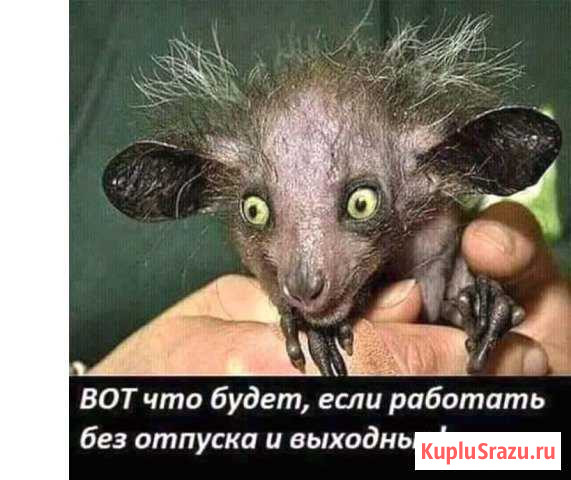 Разную домашнюю птицу, возможен обмен на авто Куйбышев - изображение 1