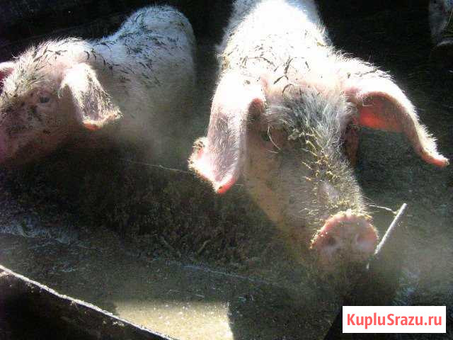 Молодые свиноматки породы ландрас+сибирская белая Куйбышев - изображение 1