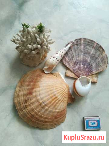 Набор для аквариума или интерьера Оренбург - изображение 1