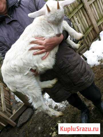 Коза Калуга - изображение 1