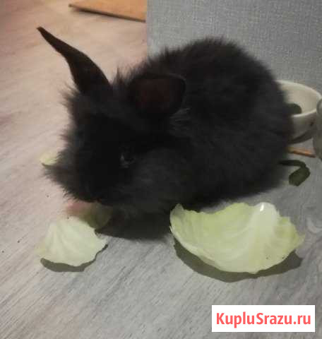 Декоративные домашние кролики Калуга - изображение 1